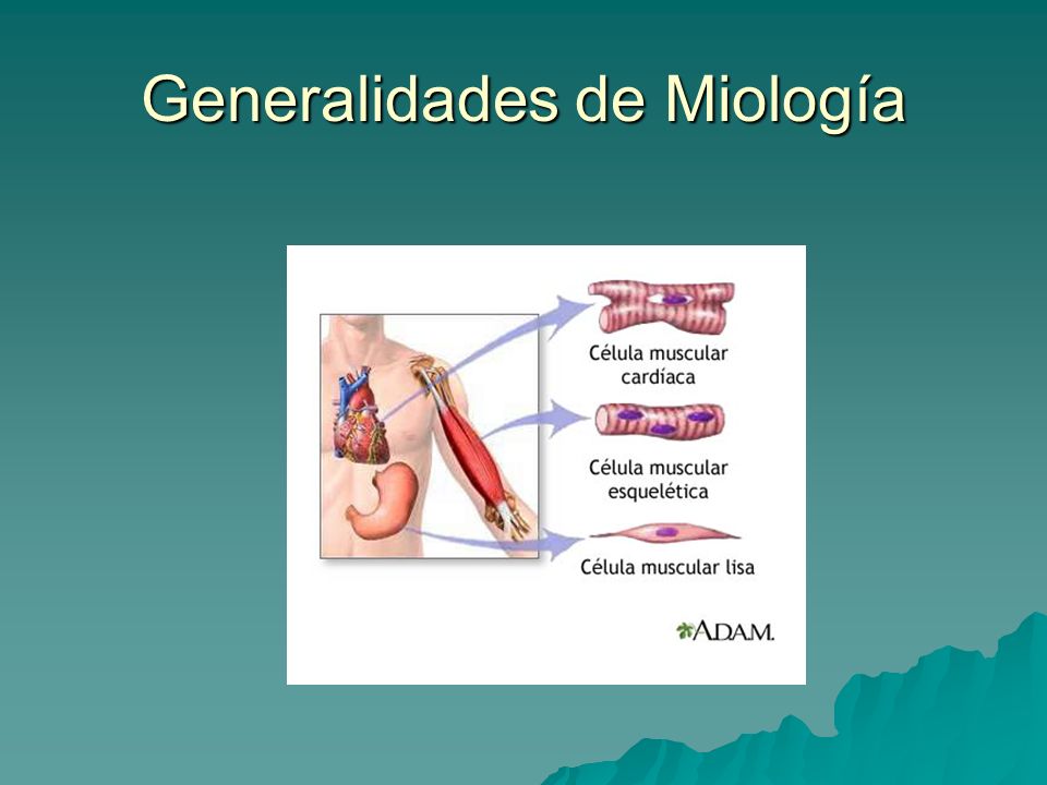 MIOLOGIA GENERALIDADES PDF DOWNLOAD MIOLOGIA GENERALIDADES PDF DOWNLOAD